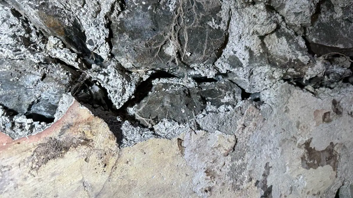 Bausachverständiger Pilzbefall von Gebäuden - Myzel